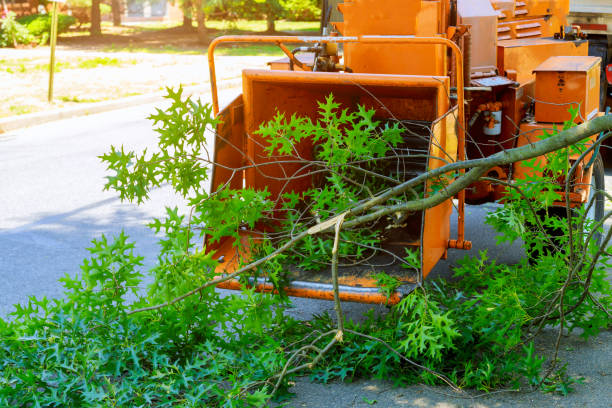 Reliable Elmwood, IL Tree Services Solutions