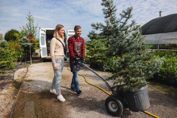 Best Tree Maintenance Programs  in Elmwood, IL